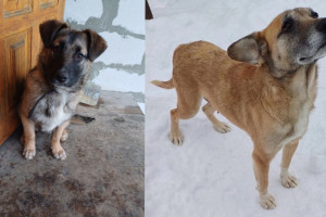 Во Владимирской области на М-12 выбросили собаку с двумя щенками