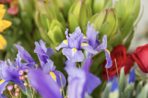 Во Владимире с дороги у ДТЮ уберут краснокнижный колокольчик