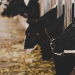 Животноводческую ферму во Владимирской области оштрафовали на 200 тысяч