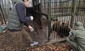 Пойманный во Владимирской области медвежонок переехал в зооцентр в Волгограде