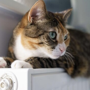 Где во Владимире включат отопление 3 октября