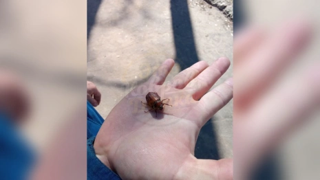 Во Владимирской области проснулись майские жуки