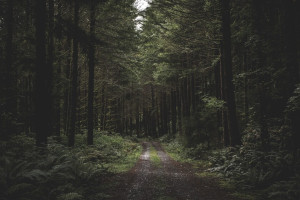 Во Владимирской области 66-летнего мужчину в бейсболке нашли живым