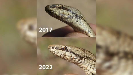 Во Владимирской области натуралист встретил в лесу змею, впервые увиденную в 2017 году