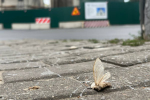 Непарного шелкопряда во Владимирской области будут ловить с помощью феромонных ловушек