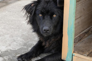 С начала года во Владимире поймали 45 бездомных животных