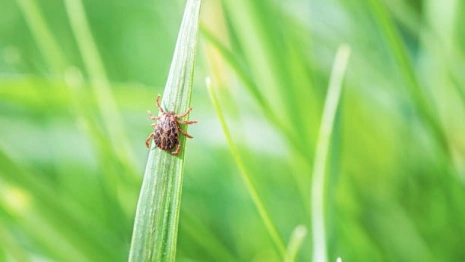 Во Владимирской области инфицированные клещи покусали 17 человек