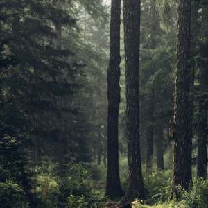 За полгода во Владимирской области пропали 74 ребенка