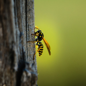 Во Владимирской области женщину спасли от ос