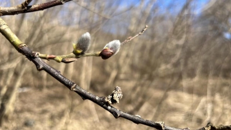 Во Владимирскую область придет 18-градусное тепло