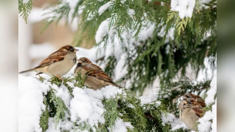 Во Владимирской области пообещали снег 20 октября