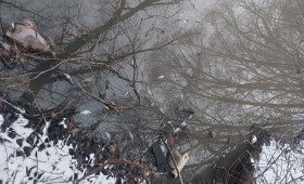 Прокуратура начала проверку из-за массовой гибели рыбы в Добросельском пруду во Владимире