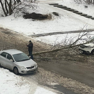 Во Владимирской области две машины придавило деревьями
