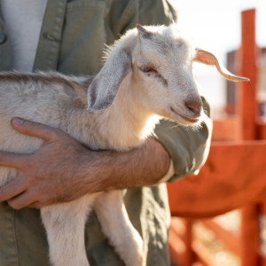 Во Владимирской области ликвидировали три очага оспы овец и коз