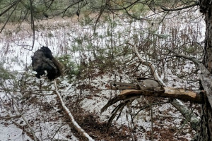 В Меленковском районе обнаружили 7 незаконно установленных капканов