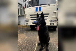 Владимирские полицейские объявили поиск хозяина для служебной немецкой овчарки