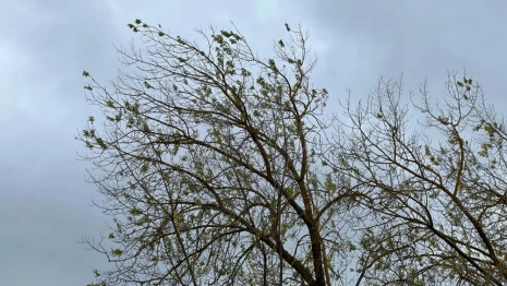 На Владимирскую область надвигается разрушительный ураган из Питера