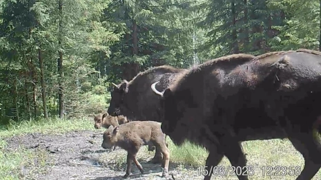 В природном заказнике в Вязниковском районе родились 2 зубренка