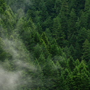 Во Владимирской области восстановление леса обойдется в 24,5 млн рублей