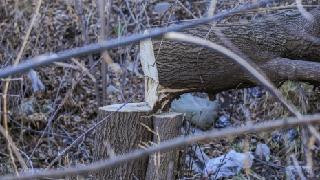 В центральном парке Владимира спилили несколько деревьев