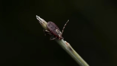 Во Владимирской области от укусов клещей пострадал 2831 человек