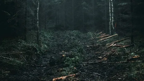 Во Владимирской области «черные лесорубы» вырубили лес на 360 тысяч