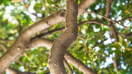 Во Владимире на 9 часов перекроют дорогу из-за опиливания сухих деревьев