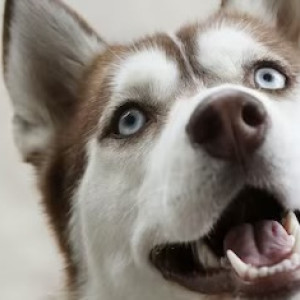 Во Владимирской области пройдут гонки на собачьих упряжках