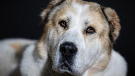 Жительница Меленок отсудила 150 тыс. рублей за нападение алабая