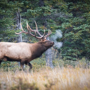 Во Владимирской области двое мужчин заплатят 2,5 миллиона за двух убитых лосей