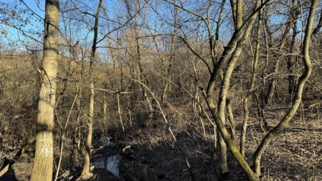 Владимирцы испугались строительства торгового центра на месте парка у ДТЮ