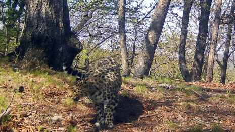 Стали известны итоги конкурса по выбору имени леопарда