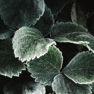 Во Владимирской области ночью похолодает до -2 градусов