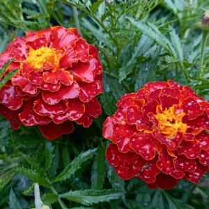 Во Владимирской области пройдет дождь