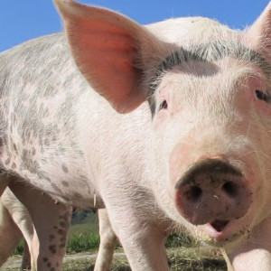 В Ковровском районе нашли еще один очаг чумы свиней