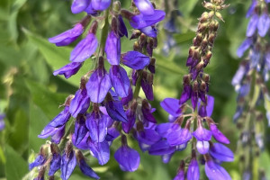 Прогноз погоды во Владимирской области на 10 июня 2025 года