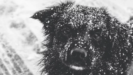Владимирский приют для животных может переехать в промзону 