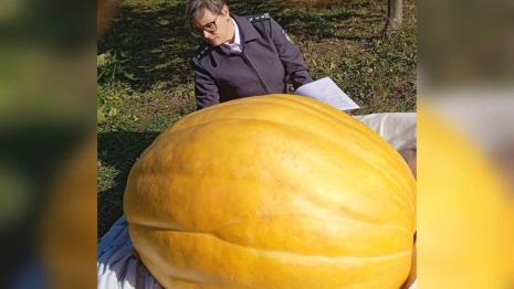 Во Владимирской области вырастили гигантскую тыкву весом 200 кг