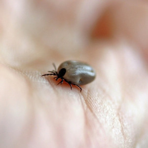 Во Владимирской области с людей сняли 58 зараженных болезнью Лайма клещей