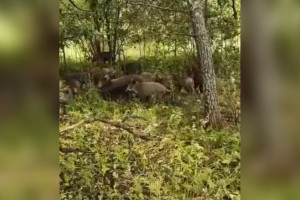 Разлетевшееся по соцсетям Владимира видео нападения кабанов на семью сняли под Тулой