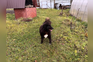 Во Владимирской области пес из приюта нашел дом после 5 лет ожидания 