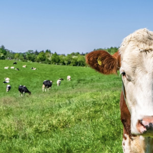 Во Владимире животных на ферме содержали в опасных условиях