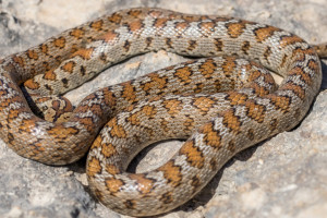 Во Владимире заводчик змей попал в реанимацию после укуса габонской гадюки