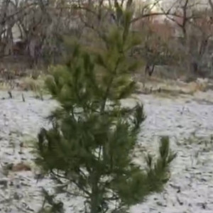 Во Владимире высадили привезенные из Алтая кедры