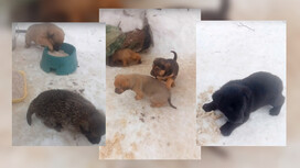 Во Владимире в промзоне нашли 6 щенков-дворняжек