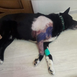 Во Владимирской области волонтеры спасли еще одну собаку с огнестрельной раной