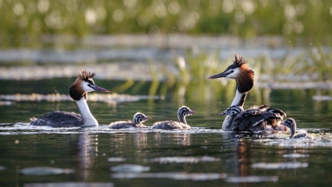 На озере Камешковского района поселилось семейство чомг