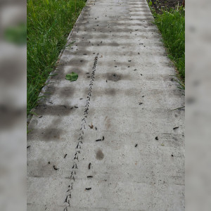 Во Владимирской области произошло нашествие гусениц шелкопряда