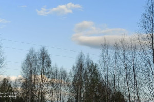 Гусеницы шелкопряда массово объели урожай и деревья во Владимирской области