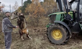 В Петушинском районе бык провалился в ливневую канаву